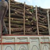 فروش چوب مرکبات