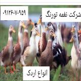 پرورش اردک گوشتی -نغمه تورنگ-طیور