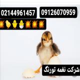 جوجه گلپایگانی یک روزه - طیور فروش جوجه محلی دورگ - اصفهان