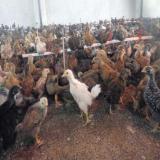 پرورش و فروش مرغ بومی گلپایگانی در تمام سنین - طیور
