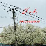 الکتریکی سیار