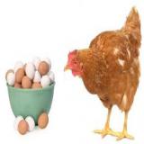 فروش بهترین نژاد مرغ تخمگذار محلی ، پولت و نیمچه