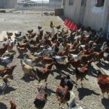 فروش نیمچه مرغ بومی و محلی - طیور