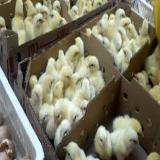 فروش ویژه جوجه مرغ یک روزه - مرغ گوشتی هوبارد - طیور