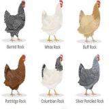 صادرات مرغ پلیموت صنعتی تخم گذار به عراق - طیور