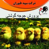 پرورش و فروش جوجه مرغ گوشتی  - طیور