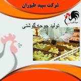 جوجه مرغ گوشتی -فروش جوجه مرغ گوشتی یکروزه - طیور
