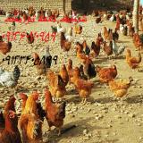 فروش مرغ 5 ماهه و 6 ماهه محلی گلپایگان اماده تخم گذاری و با کیفیت -نغمه طیور-طیور 