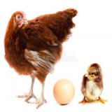 فروش استثنایی مرغ تخم گذار بومی - طیور - طیور
