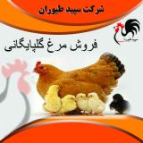 فروش مرغ تخمگذار گلپایگانی - طیور 