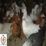 پرورش و فروش مرغ بومی گلپایگانی در تمام سنین