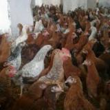 فروش نیمچه های جوان تخمگذار مرغ بومی