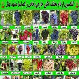 فروش ارقام مختلف نهال انگور خارجی خاص و کمیاب