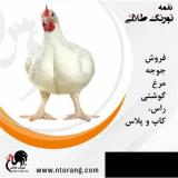 فروش انواع جوجه گوشتی راس ، پلاس ، کاب ، آرین