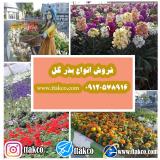 فروش عمده بذر چمن خارجی | فروش عمده بذر گل شهرداری