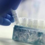 سوش باکتری اسپرژیلوس