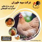 مرغ گلپایگانی اصلاح نژاد شده در تهران