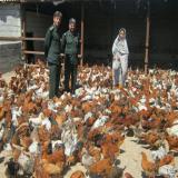 فروش مرغ محلی آماده تخم گذاری بصورت تضمینی - استان تهران