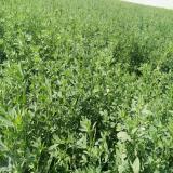 فروش پودر یونجه، فروش یونجه انباری، خرید یونجه