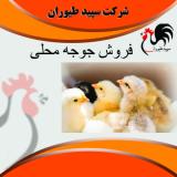 فروش جوجه مرغ محلی خرید جوجه محلی یکروزه - طیور 