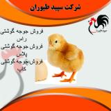 تولیدجوجه گوشتی-فروش جوجه مرغ گوشتی - طیور 