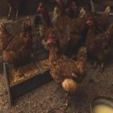فروش نیمچه مرغ محلی4ماهه اصلاح شده گلپایگان