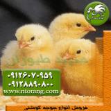 فروش جوجه مرغ گوشتی - جوجه راس 3- طیور