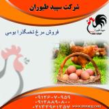 قیمت مرغ گوشتی - قیمت مرغ بومی تخمگذار - طیور 