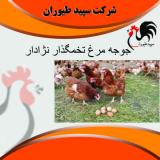 قیمت و خرید فروش مرغ تخمگذار 4 ماهه - محلی