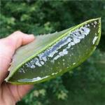 مواد اولیه غذایی اسانس آلوورا ، طعم دهنده آلوورا