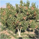 خرید پسته تر مستقیم از باغدار خراسان رضوی