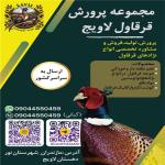 فروش انواع نژاد های قرقاول در انواع سنین