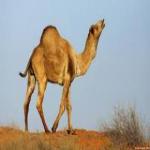 آموزش پرورش شتر همراه با مدرک