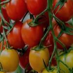 آموزش هیدروپونیک و اکواپونیک آپارتمانی