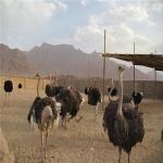 دوره آموزشی پرورش شترمرغ