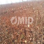 نهال پسته مهریز