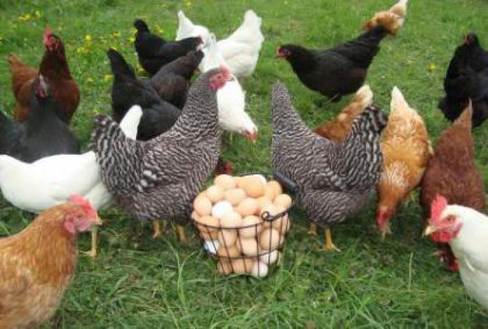 فروش نیمچه مرغ بومی 4 ماهه اصلاح شده