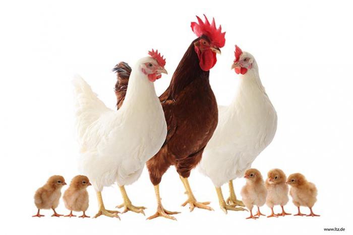 فروش مرغ تخم گذار پولت صنعتی