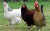 فروش مرغ بومی تخمگذار اصلاح شده