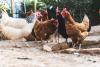 فروش مرغ بومی تخمگذار اصلاح شده