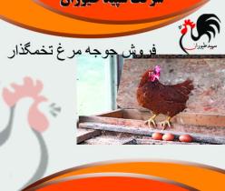 قیمت فروش مرغ تخمگذار جهادی -طیور