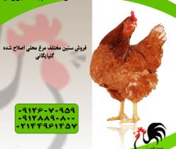 فروش مرغ تخمگذار گلپایگانی و فروش مرغ بومی - طیور