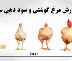 فروش مرغ راس و کاپ ( مرغ پولت ) - طیور