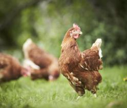 فروش مرغ 4 ماهه تخمگذار گلپایگانی - طیور
