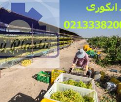 تولید سبد بسته بندی ، قیمت سبد انگور 