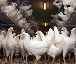 مرغ 3 ماهه ، فروش انواع مرغ تخم گذار - طیور