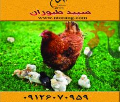 فروش جوجه گلپایگان و قیمت مرغ اصلاح شده گلپایگان -