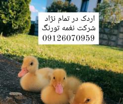 فروش اردک 20 روزه پکنی ارسال به سراسر کشور