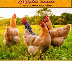 فروش مرغ بومی اصلاح نژاد شده گلپایگانی - طیور