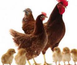 فروش نیمچه مرغ بومی گلپایگان - طیور